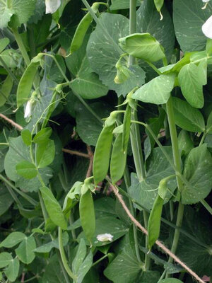 Pois mange-tout
