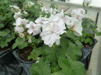 Géranium lierre double blanc