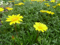 Gazania jaune