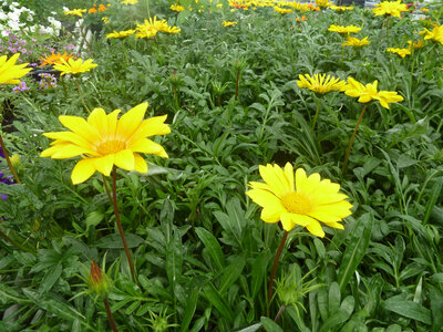 Gazania jaune