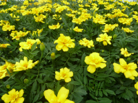 Oeillets d'inde jaunes