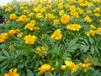 Oeillets d'inde orange