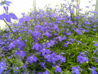 Lobelia bleu