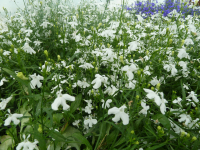 Lobelia blanc