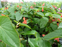 Bégonia dragon wing rouge