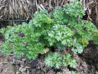 Bouquet de persil frisé