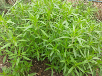 Bouquet de sarriette