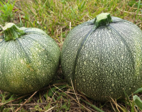 Courgettes rondes vertes