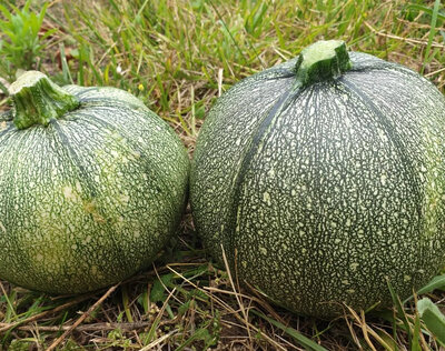 Courgettes rondes vertes