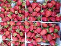 Fraises bio
