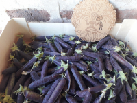 Petits pois à écosser