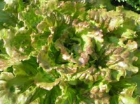 Salade batavia rouge