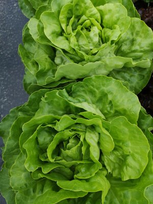 Salade laitue verte