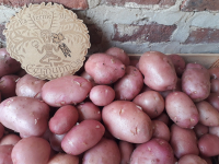 Pommes de terre désirée