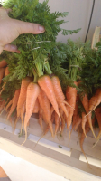 Carotte nouvelle botte