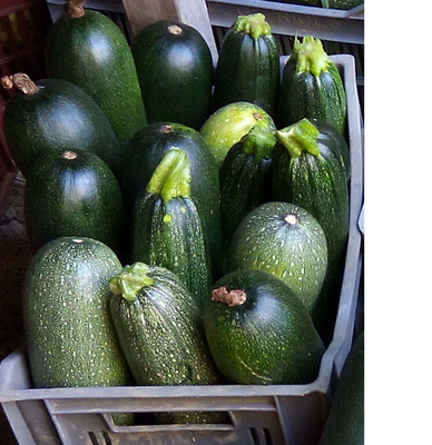 Courgettes grosses, plein champ-
