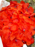 Sirop de coquelicot