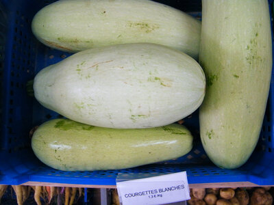 Courgette blanche