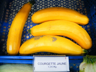 Courgette jaune