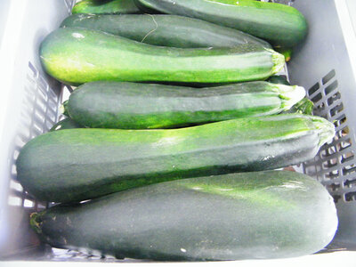 Courgette verte