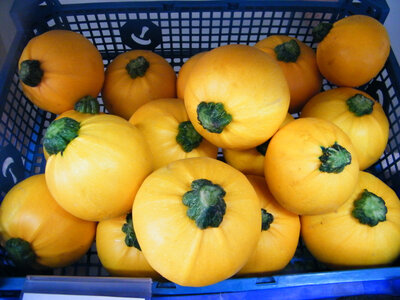 Courgette jaune ronde