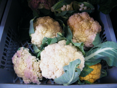Chou fleur blanc