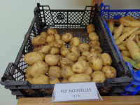 Pomme de terre nouvelles