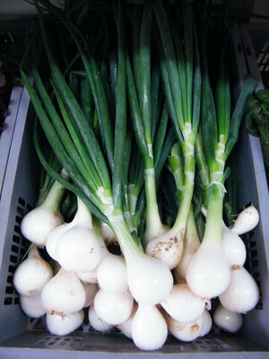 Oignons blancs