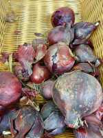 Oignons rouges