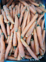 Carottes oranges