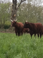 Colis de bœufs salers 5 kg