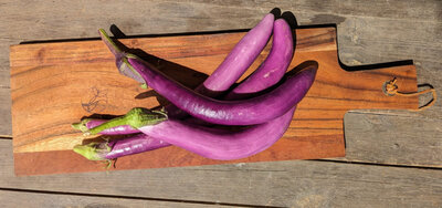 Aubergine tigrée-angela beaufort