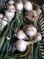 Oignon blanc nouveaux gros en bottes