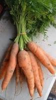 Carotte botte