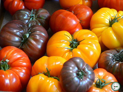 Tomate variété ancienne