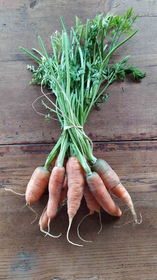 Carottes en bouquet