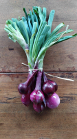 Oignons rouges en bouquet