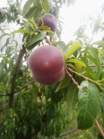 Pêches et nectarines