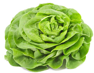 Laitue verte