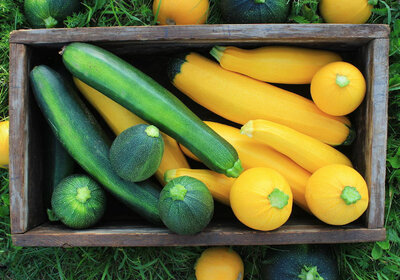 Courgette longue mélange jaune/verte