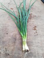 Echalote jeune botte