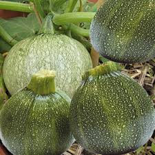 Courgette rondes