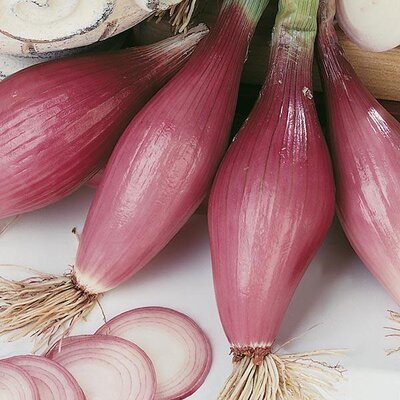 Oignons rouge allongé
