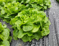 Feuille de chêne verte