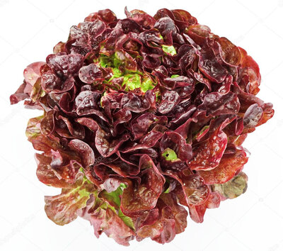 Feuille de chêne rouge