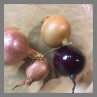 Oignon frais tricolore primeur