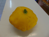 Pâtisson jaune