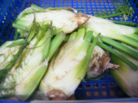Fenouil