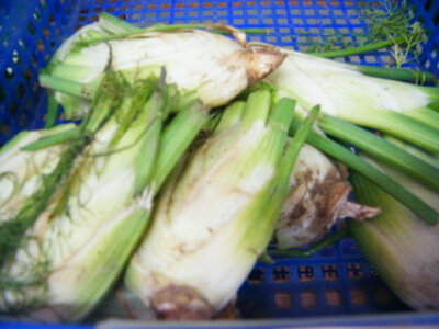 Fenouil