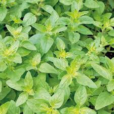 Bouquet basilic citron